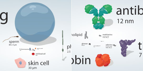 cell_size_scale.jpg