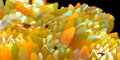 spamflowers.jpg